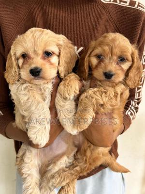 1-3 months Male Purebred Cockapoo - main view