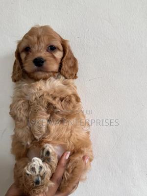 1-3 months Female Purebred Cockapoo - main view
