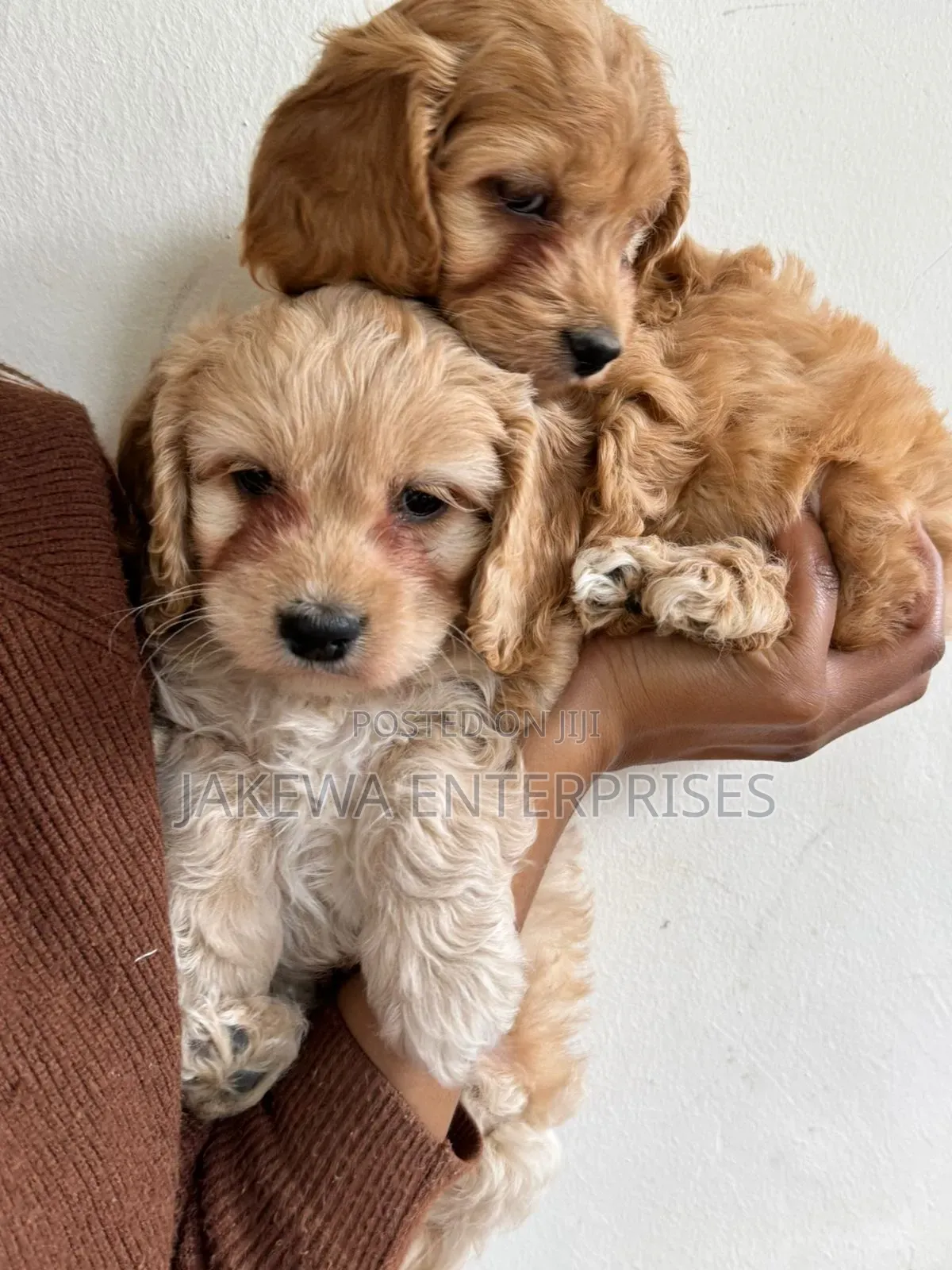 1-3 months Male Purebred Cockapoo