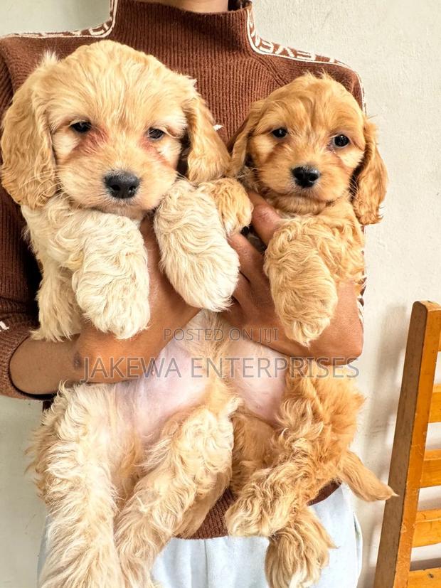 1-3 months Female Purebred Cockapoo - main view