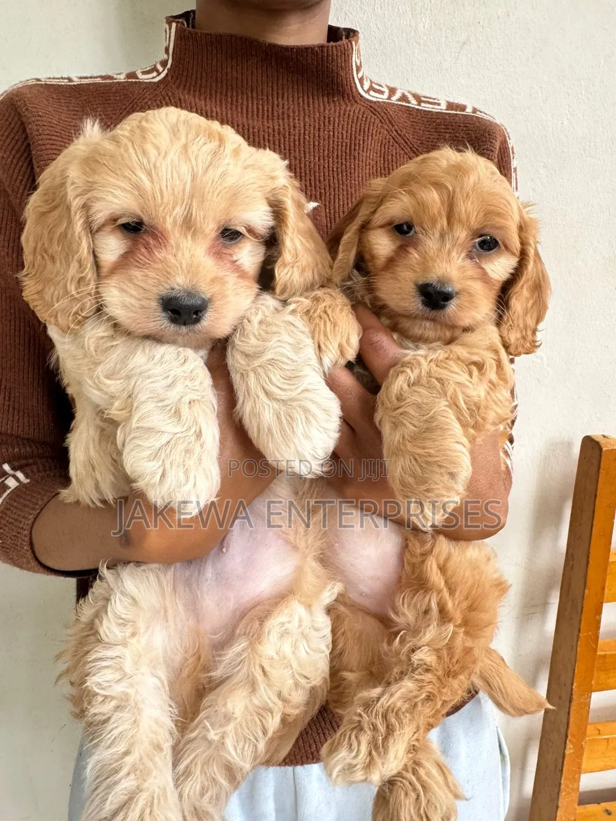 1-3 months Male Purebred Cockapoo