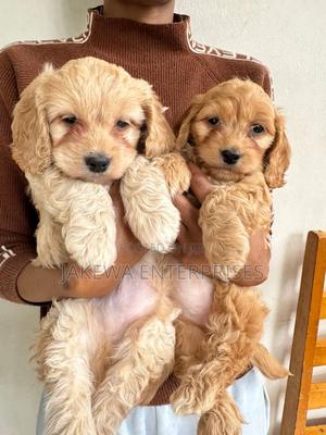 1-3 months Male Purebred Cockapoo - thumbnail 2