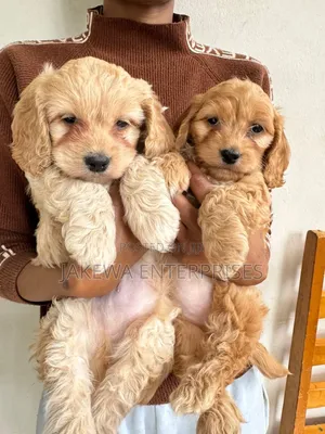 1-3 months Male Purebred Cockapoo