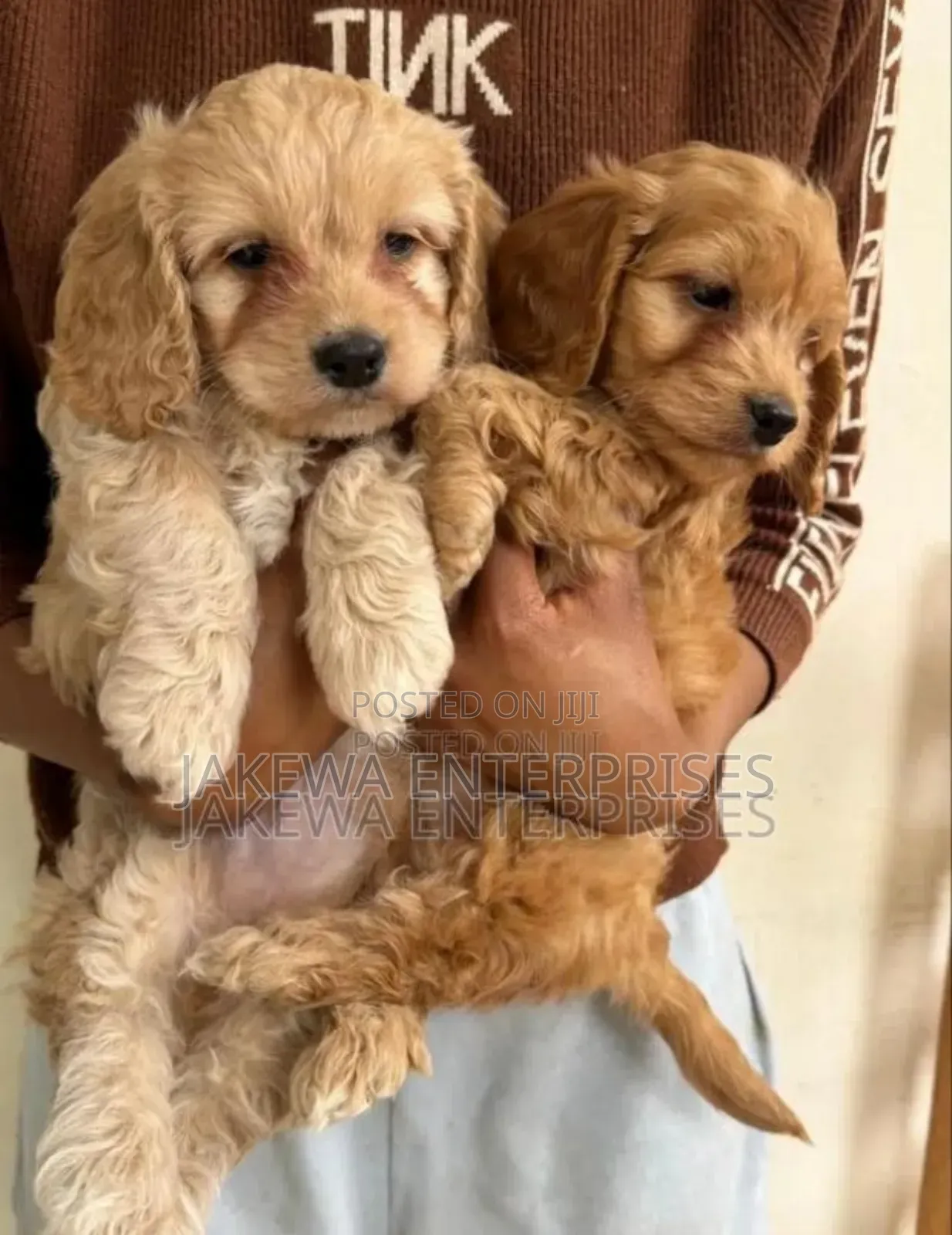 1-3 months Male Purebred Cockapoo