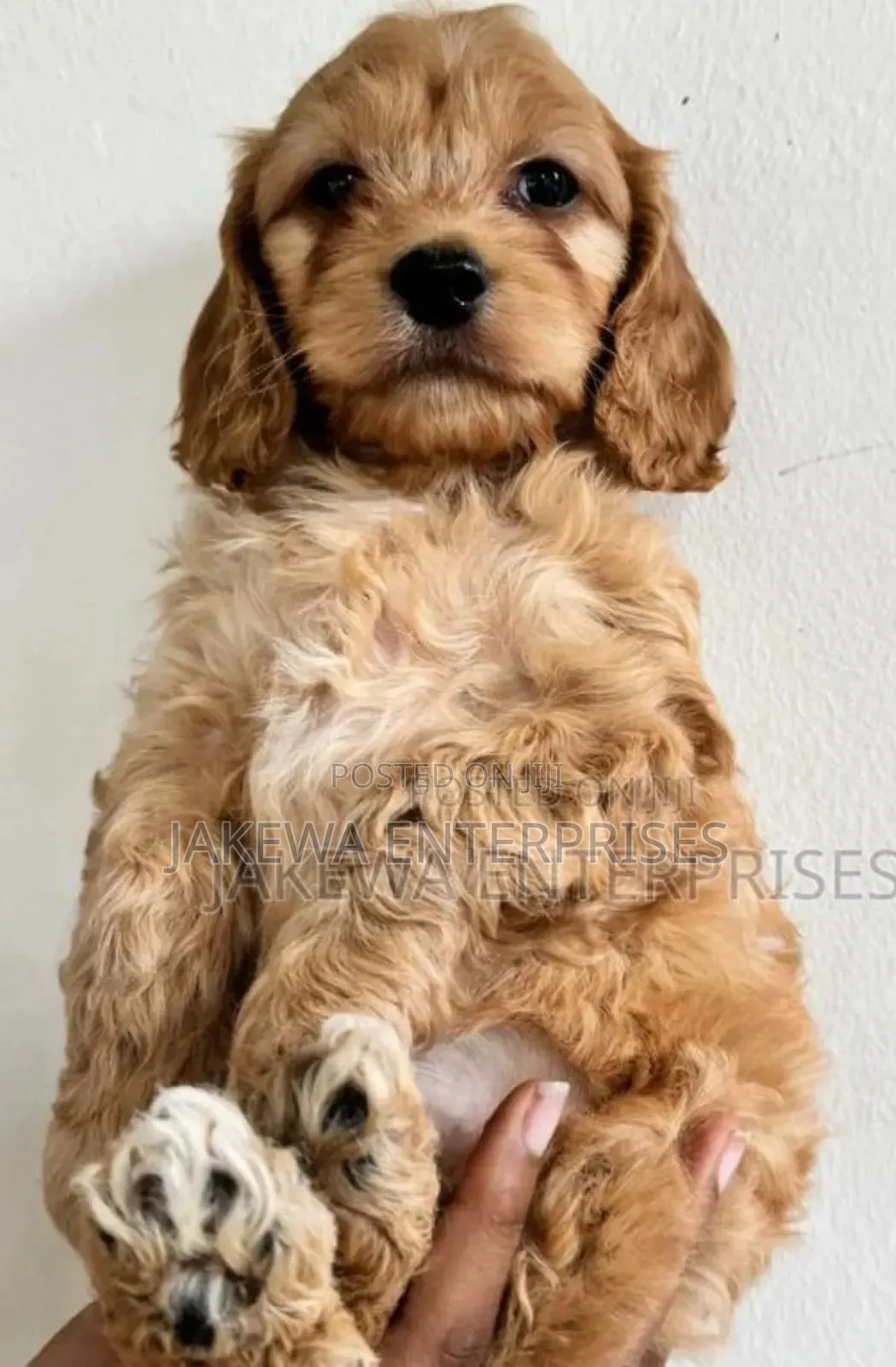 1-3 months Male Purebred Cockapoo