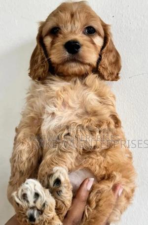 1-3 months Male Purebred Cockapoo - thumbnail 2