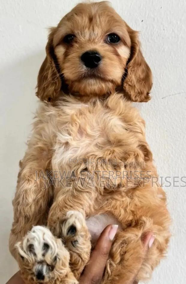 1-3 months Male Purebred Cockapoo - main view