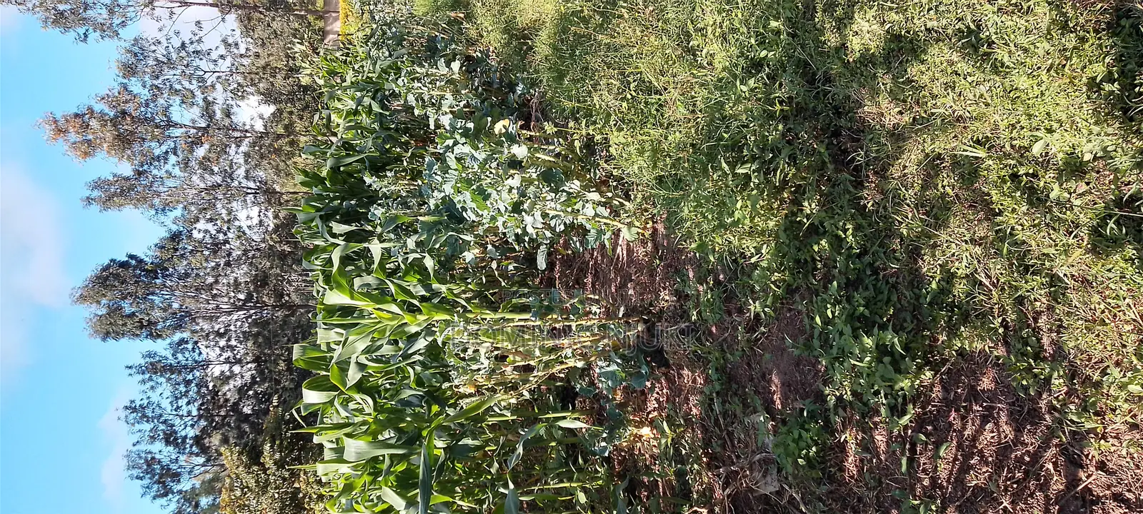 Female Gardner