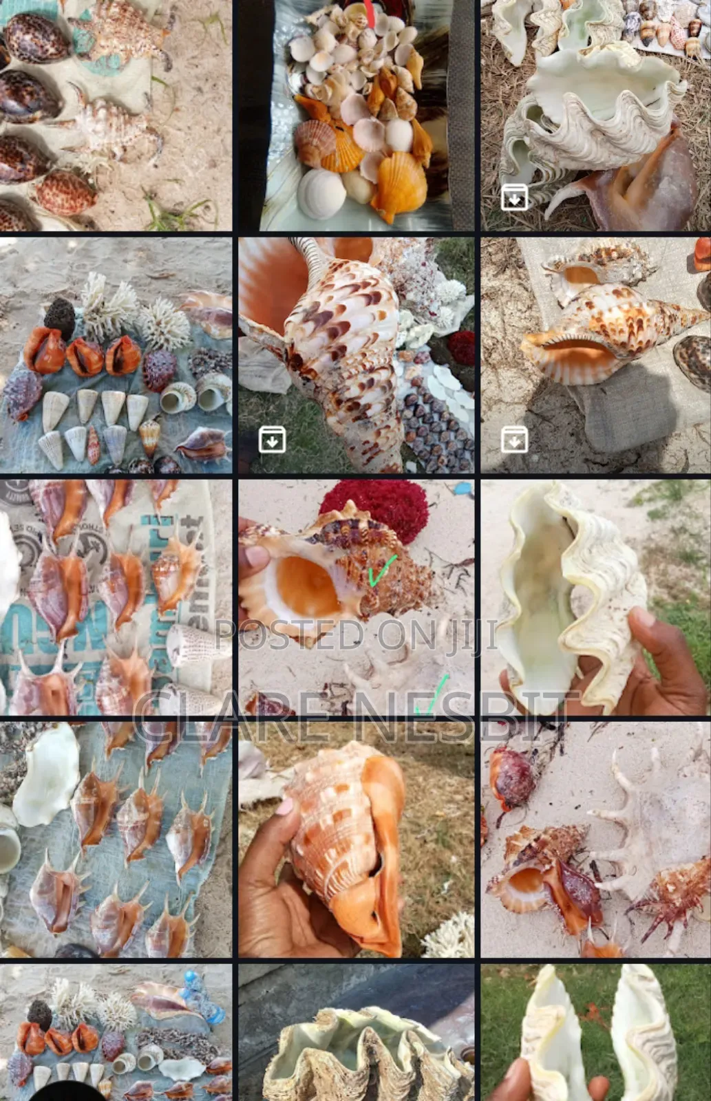 Sea Shells Corals