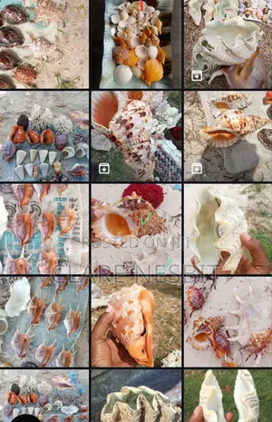 Sea Shells Corals
