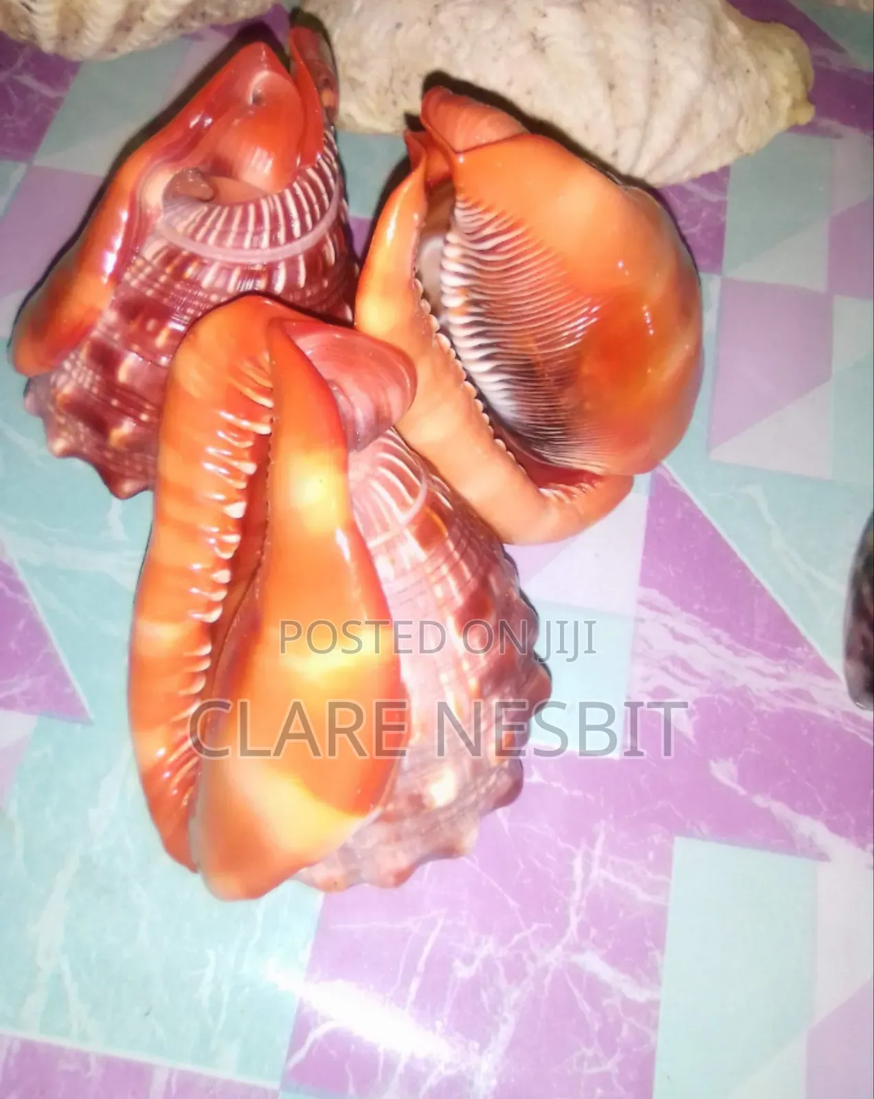 Sea Shells Corals