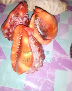 Sea Shells Corals