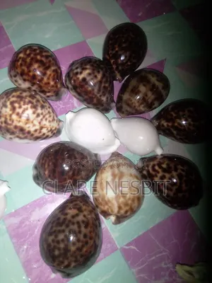 Sea Shells Corals