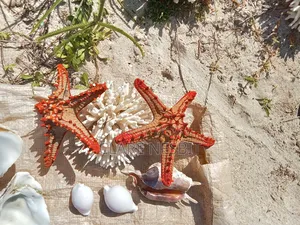 Sea Shells Corals