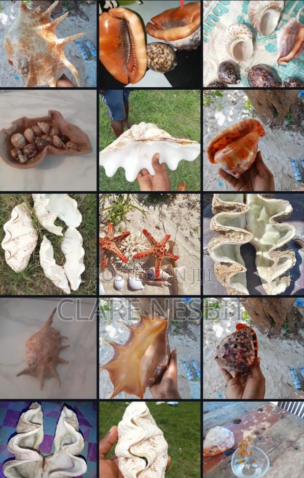 Sea Shells Corals - thumbnail 6