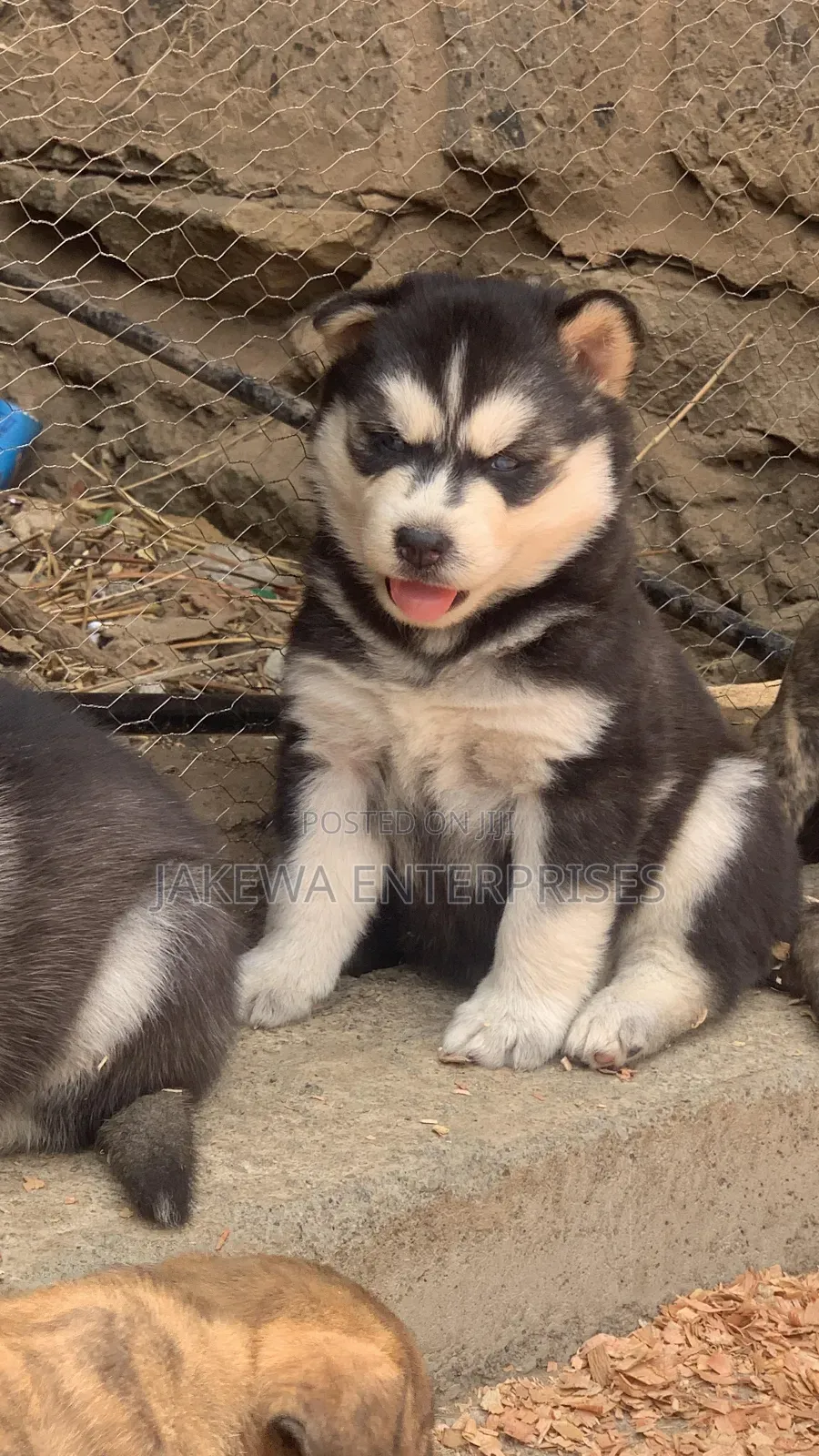 1-3 months Female Purebred Siberian Husky
