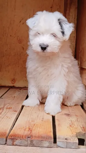1-3 months Male Purebred Havanese
