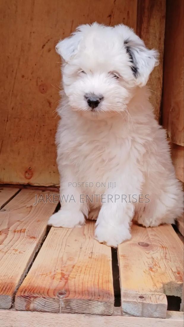 1-3 months Male Purebred Havanese - main view