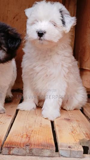 1-3 months Female Purebred Havanese - thumbnail 2