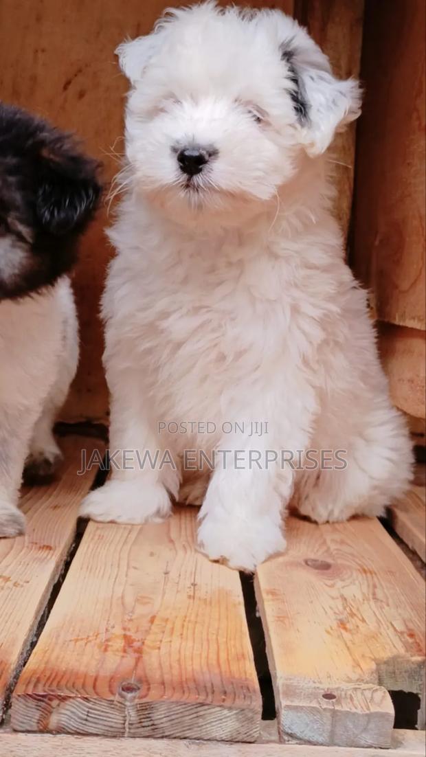 1-3 months Female Purebred Havanese - main view