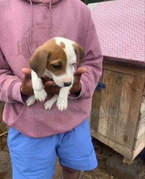 1-3 months Male Purebred Jack Russell Terrier - main view