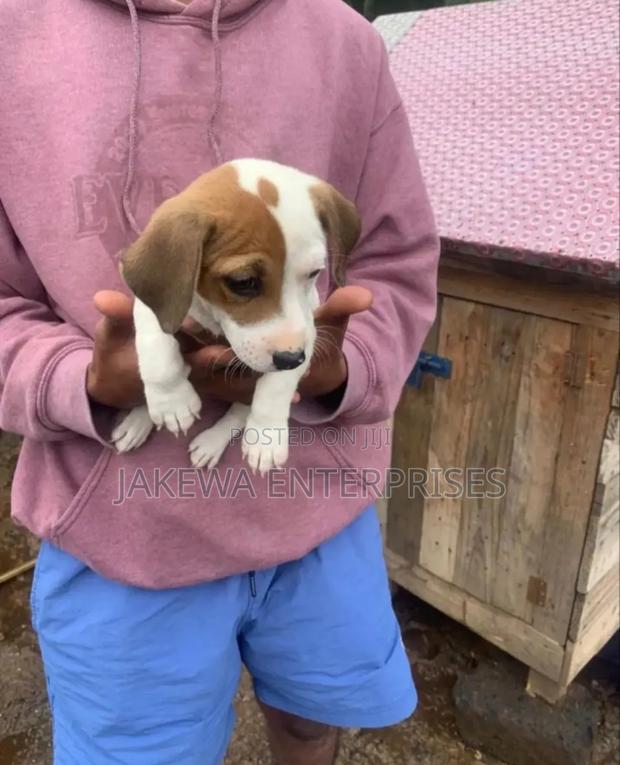 1-3 months Male Purebred Jack Russell Terrier