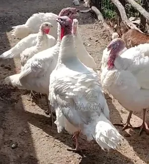 Fertilised White Holland Turkey Eggs