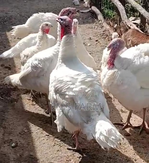 Fertilised White Holland Turkey Eggs - main view