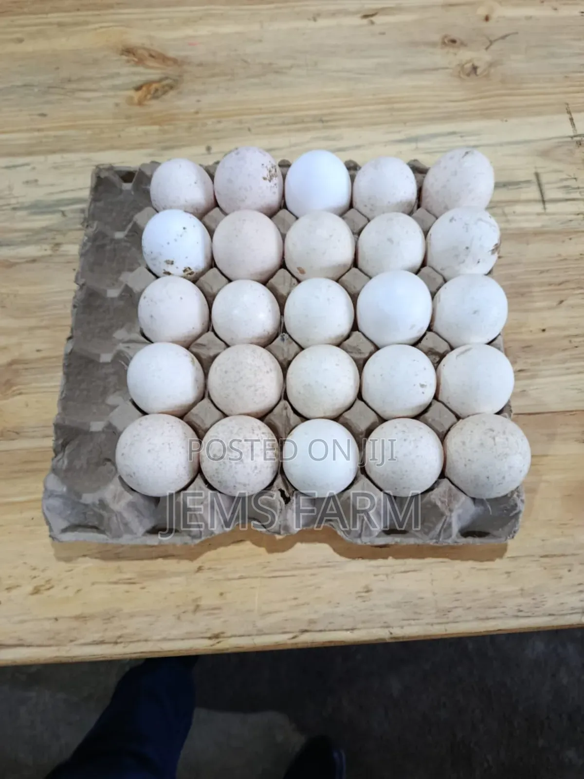Fertilised White Holland Turkey Eggs