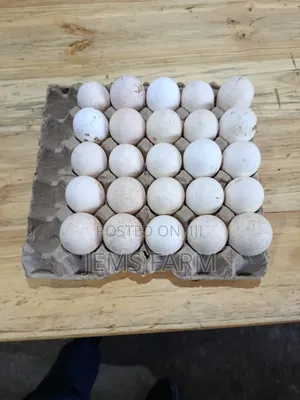Fertilised White Holland Turkey Eggs