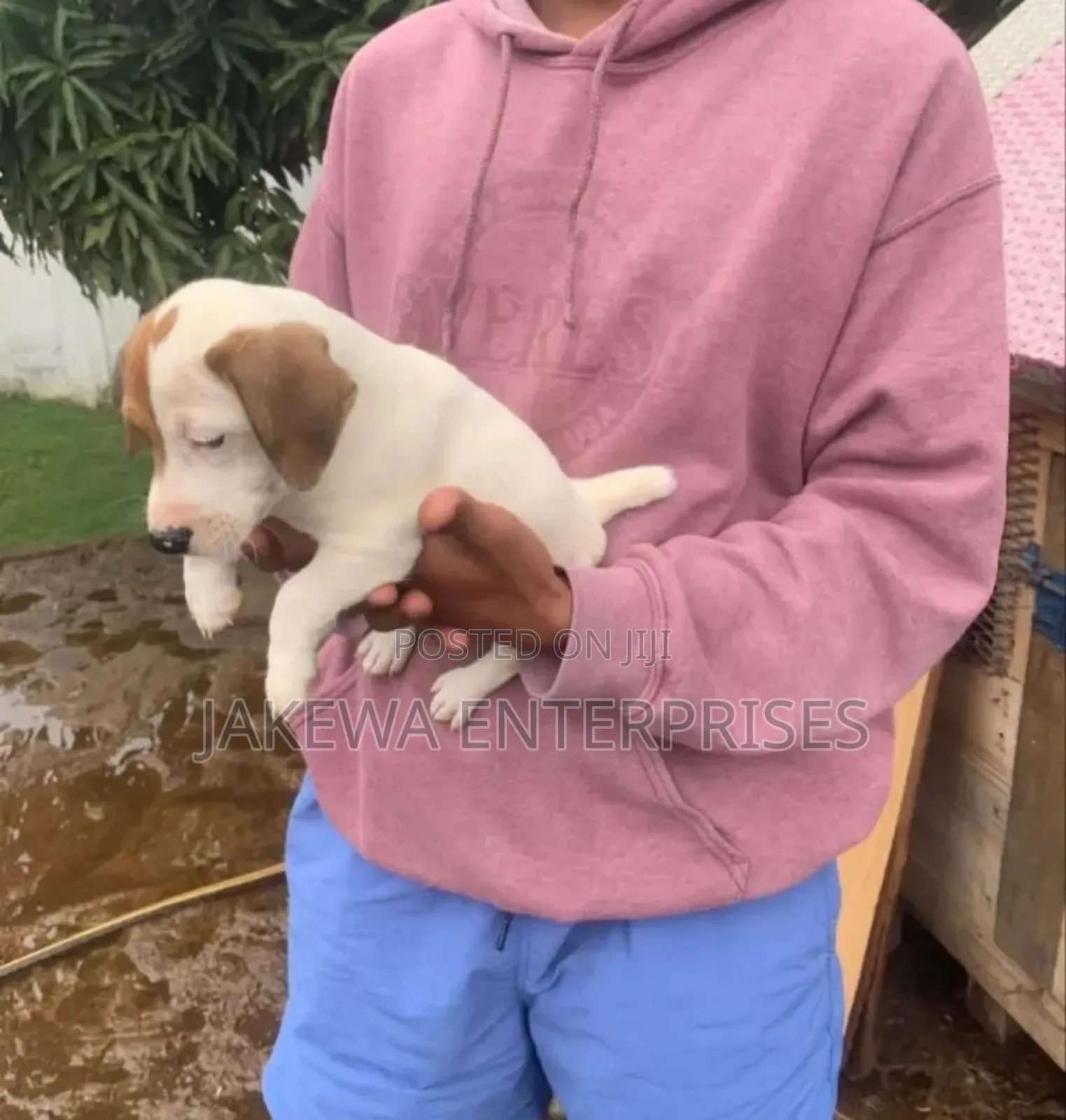 1-3 months Male Purebred Jack Russell Terrier