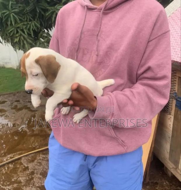 1-3 months Male Purebred Jack Russell Terrier