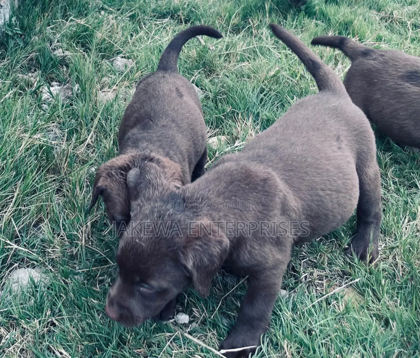 1-3 months Male Purebred Labrador Retriever
