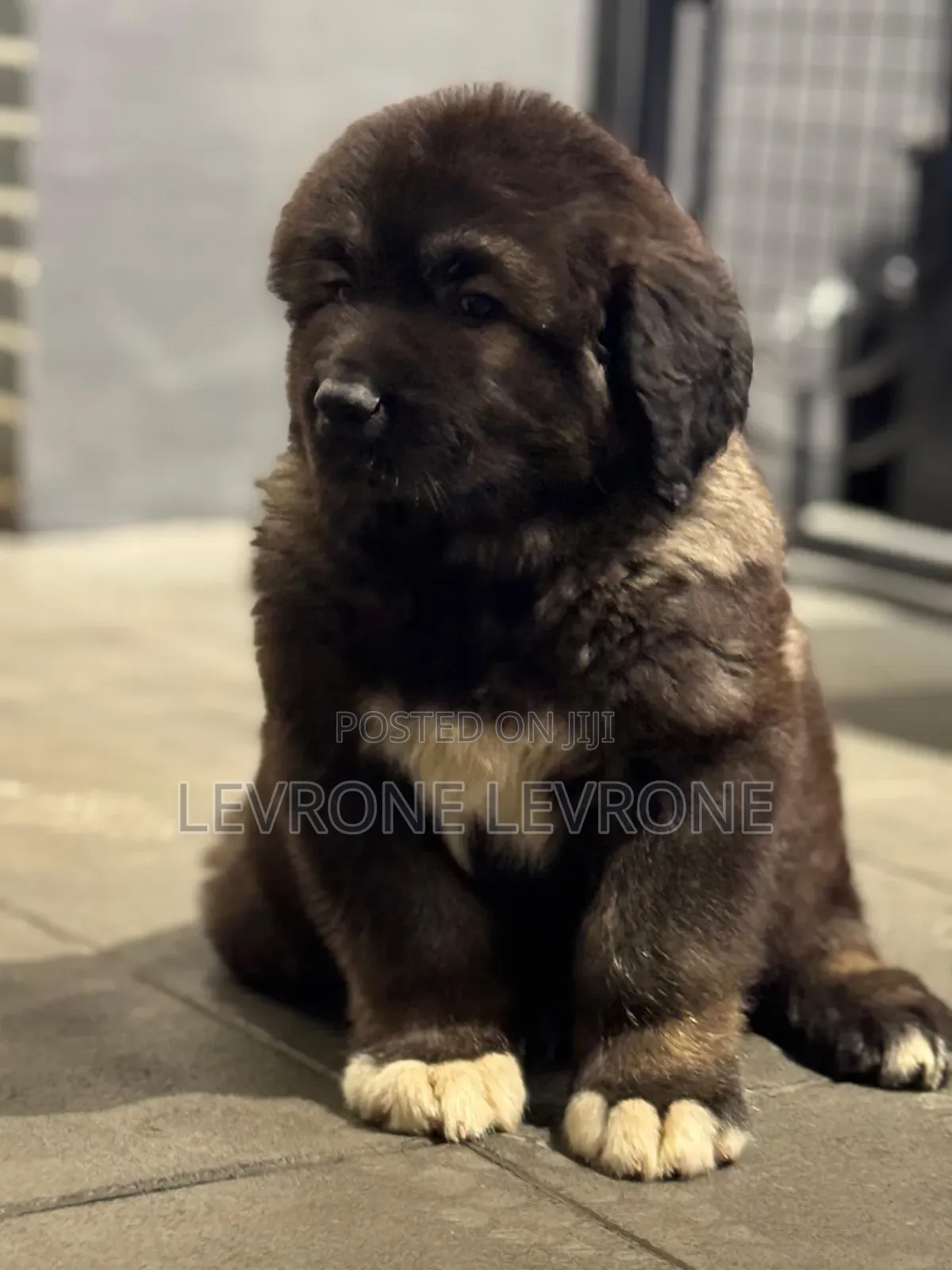 1-3 months Male Purebred Caucasian Shepherd