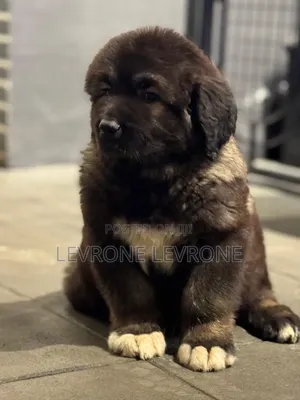 1-3 months Male Purebred Caucasian Shepherd