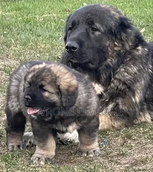 1-3 months Male Purebred Caucasian Shepherd