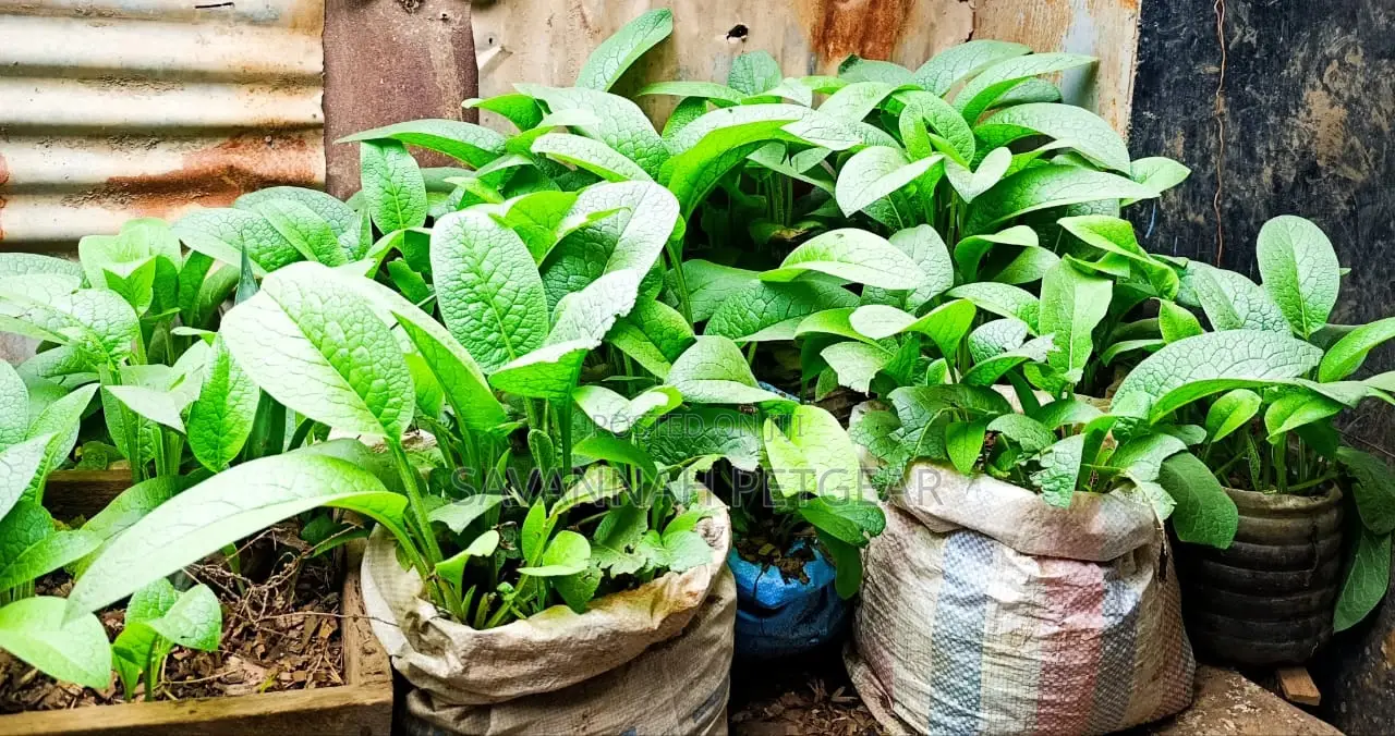 Russian Comfrey for Growing/Propagation - 100 Splits