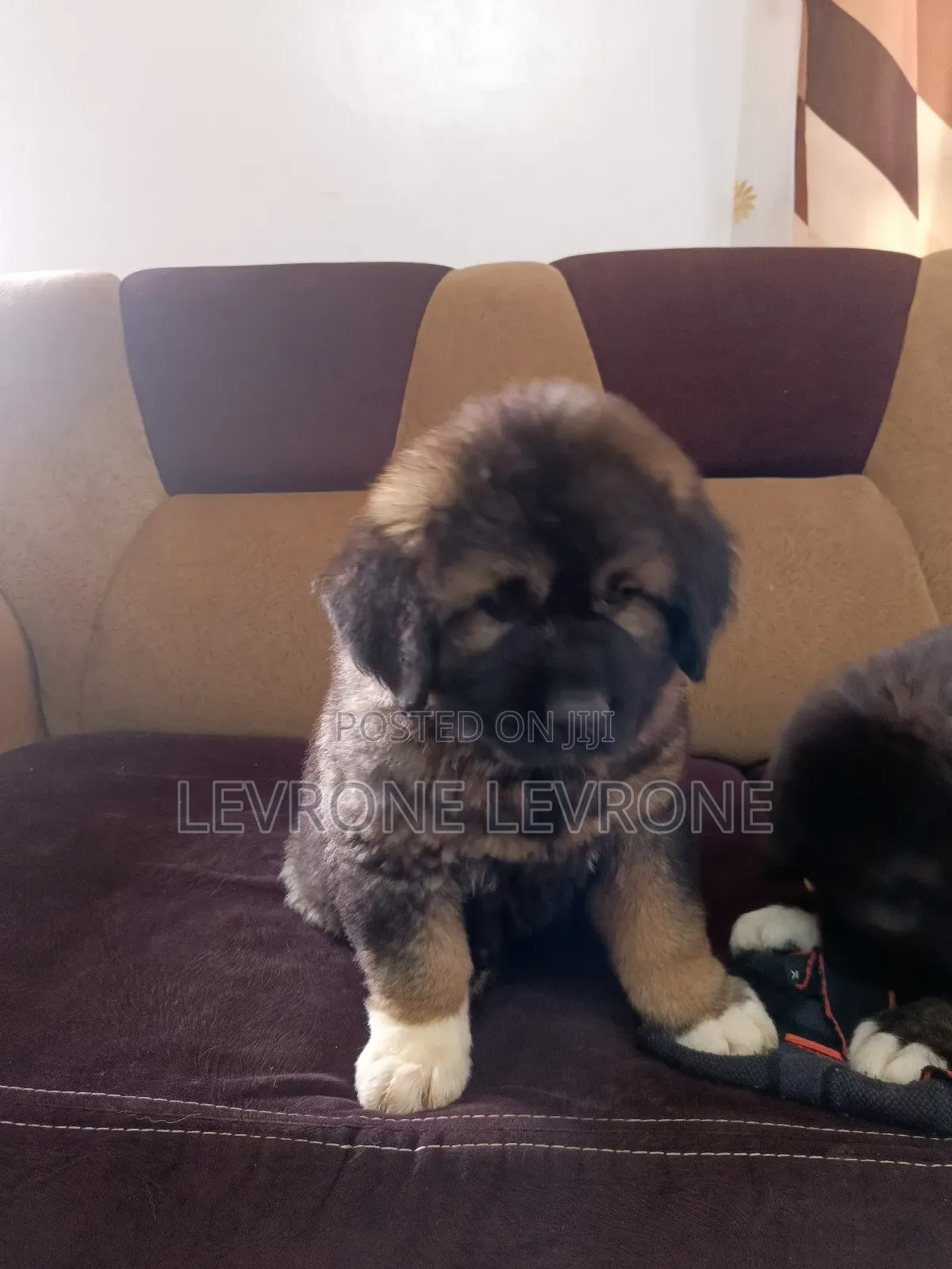 1-3 months Male Purebred Caucasian Shepherd
