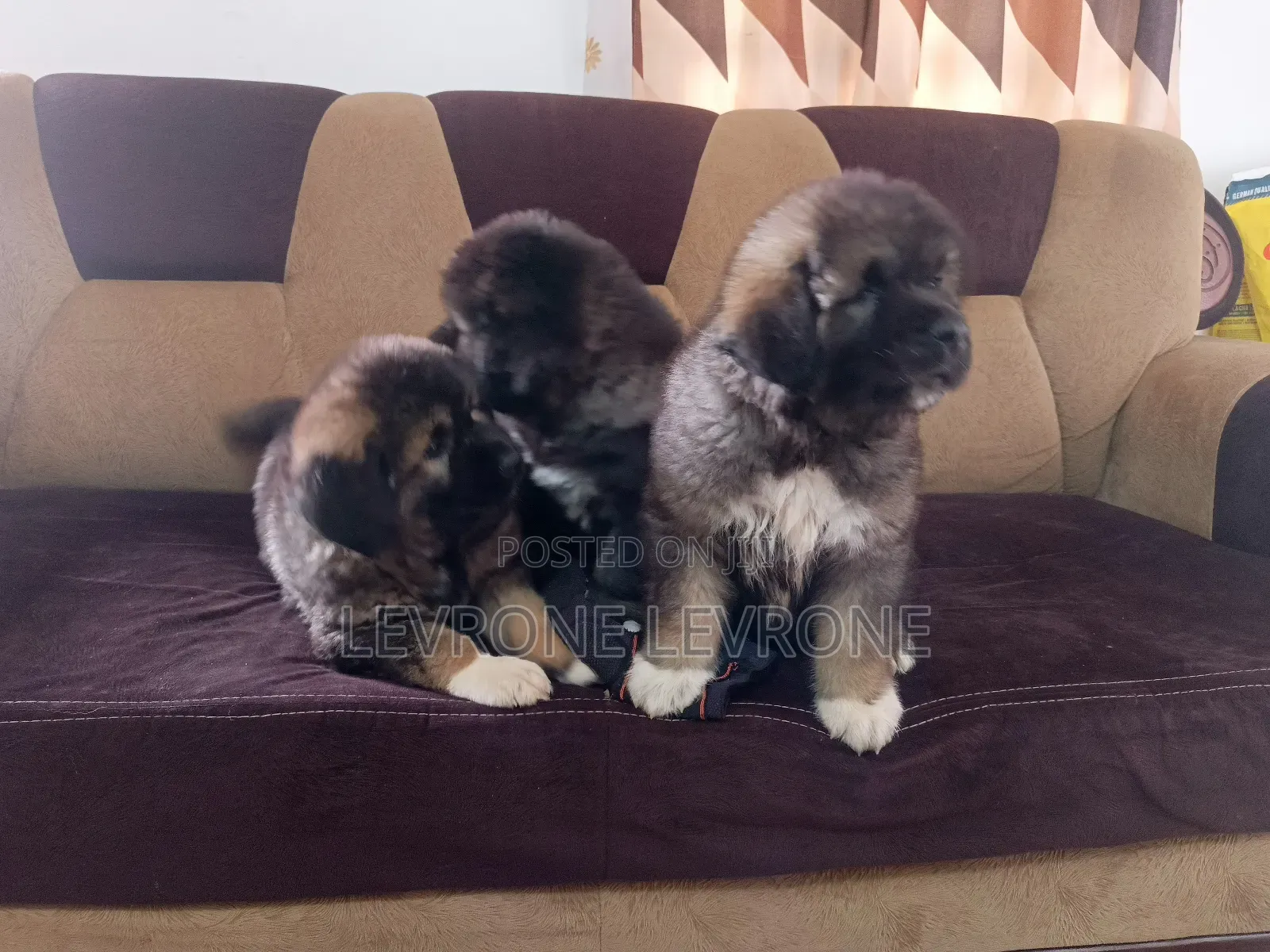 1-3 months Male Purebred Caucasian Shepherd