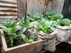 Russian Comfrey for Growing/Propagation - 100 Splits