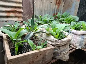 Russian Comfrey for Growing/Propagation - 100 Splits