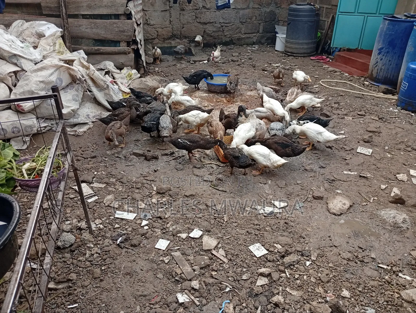 Exotic Ducks