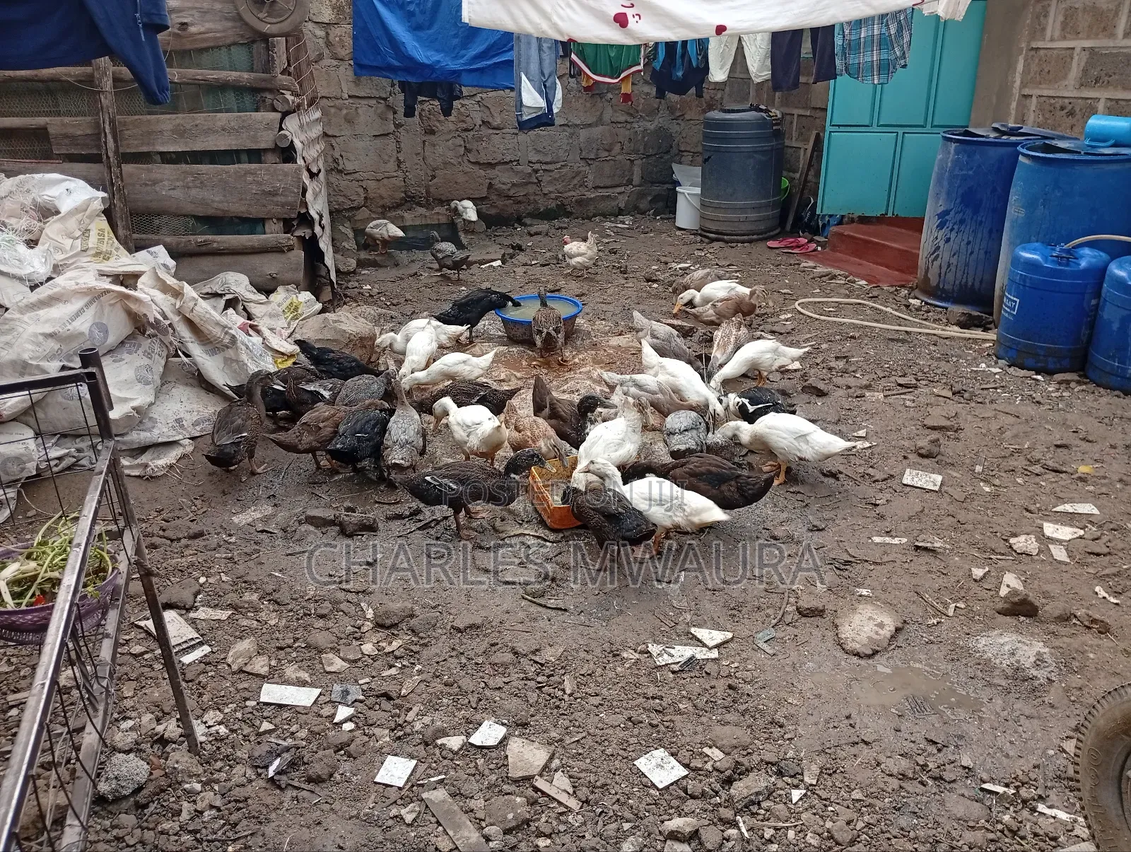 Exotic Ducks