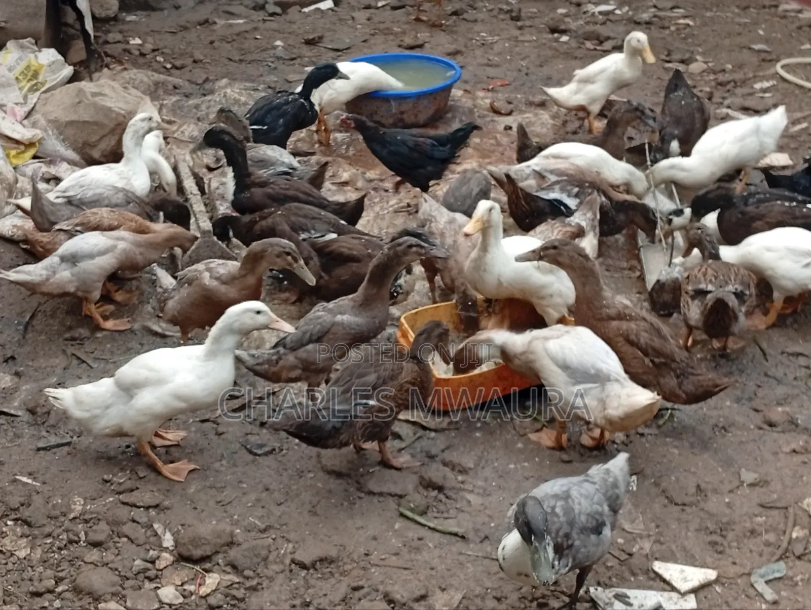 Exotic Ducks