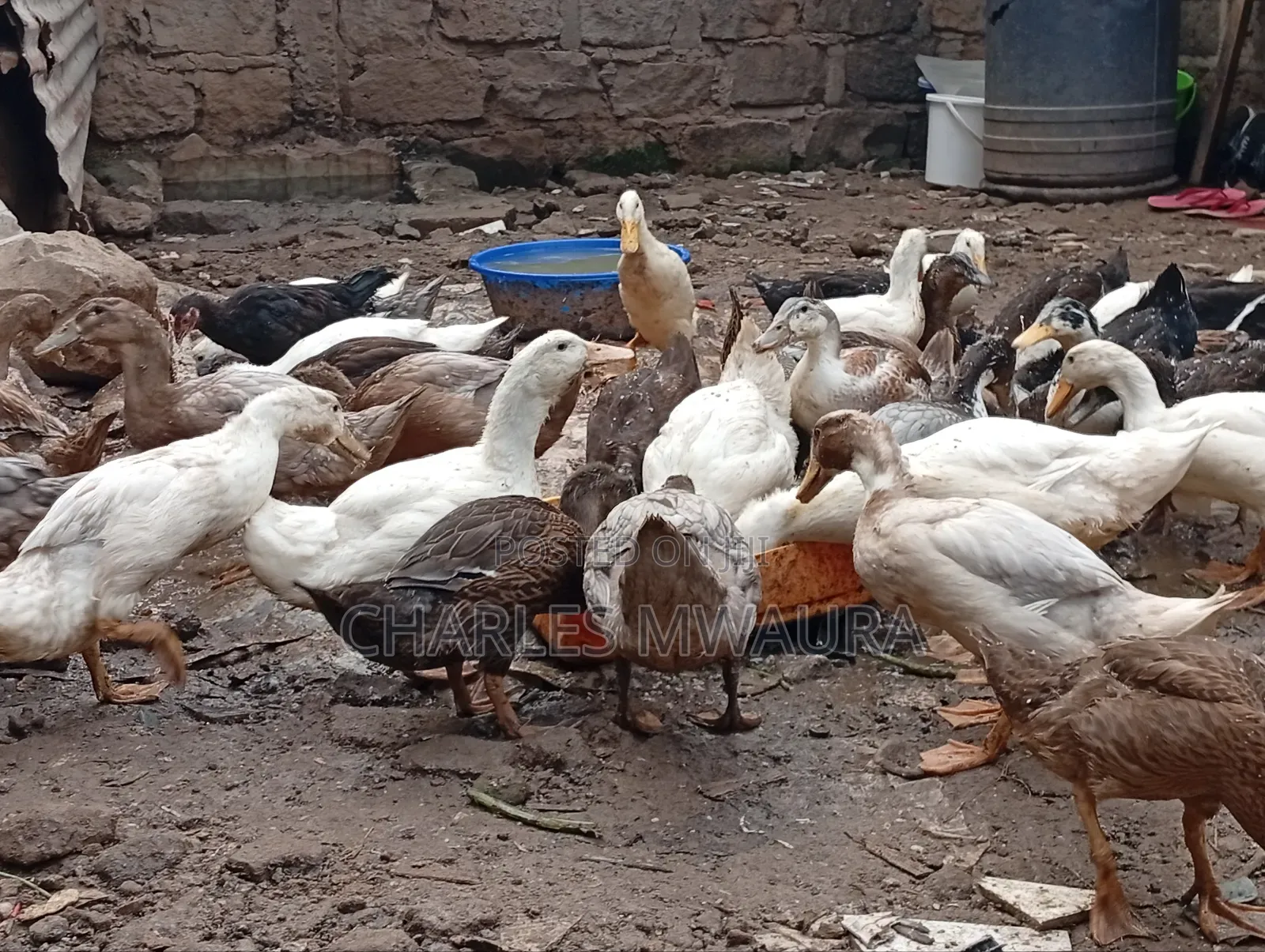 Exotic Ducks