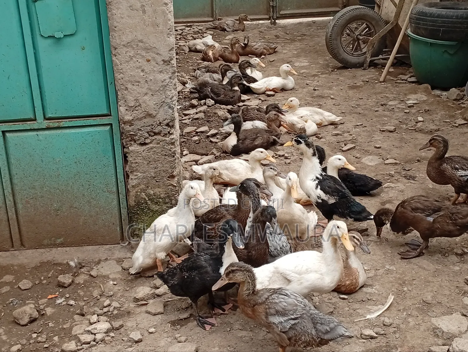Exotic Ducks