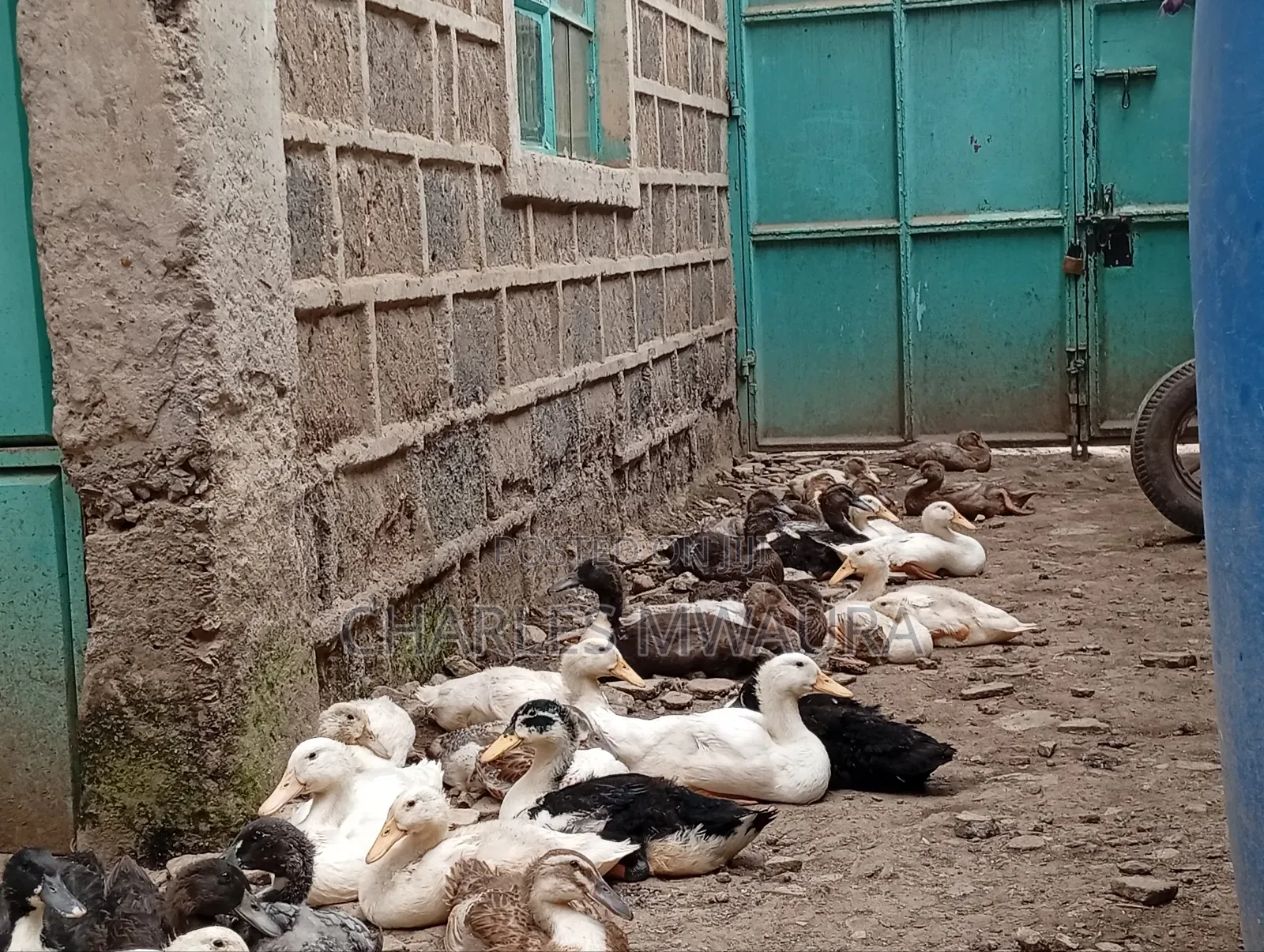 Exotic Ducks