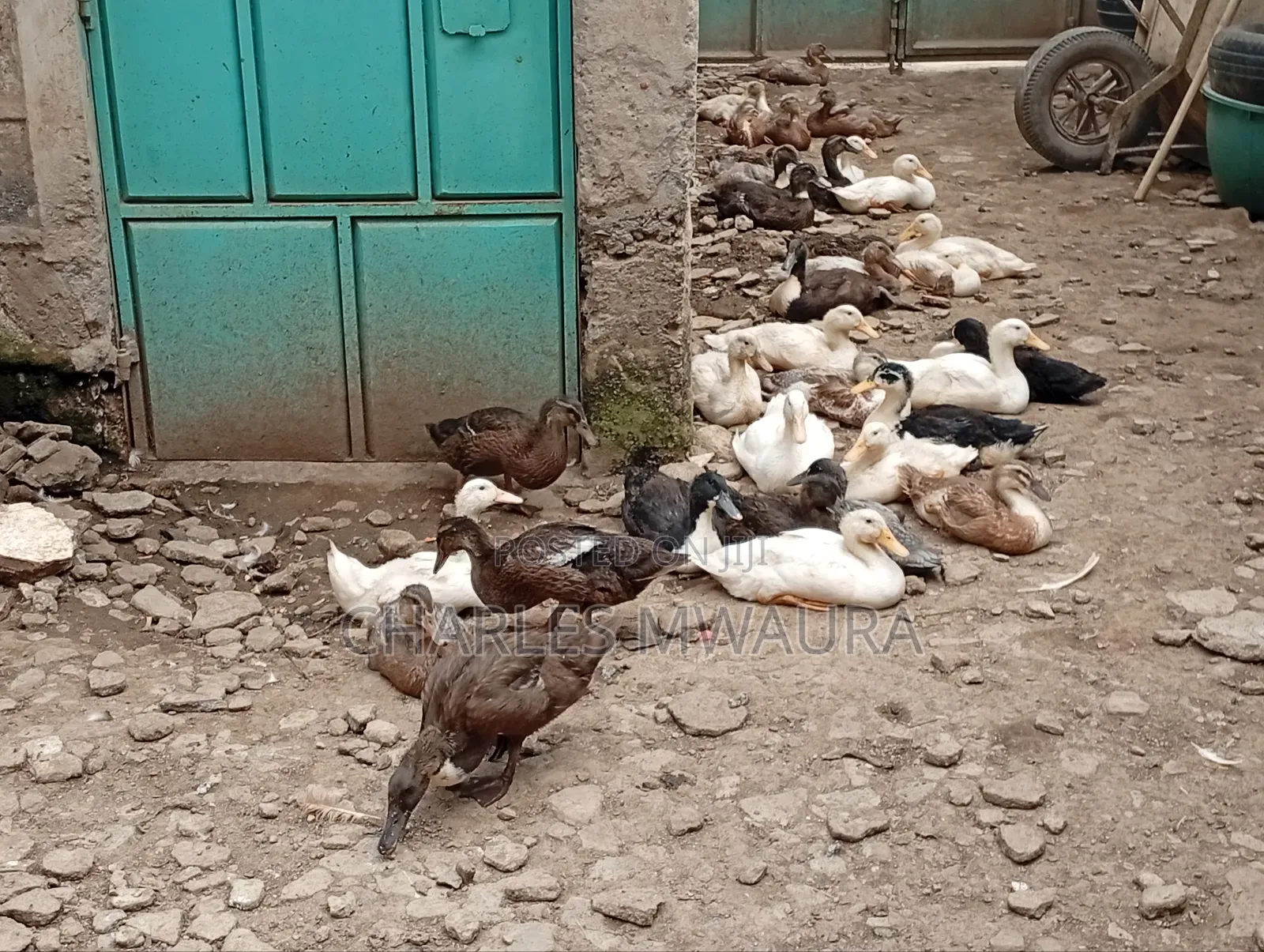 Exotic Ducks