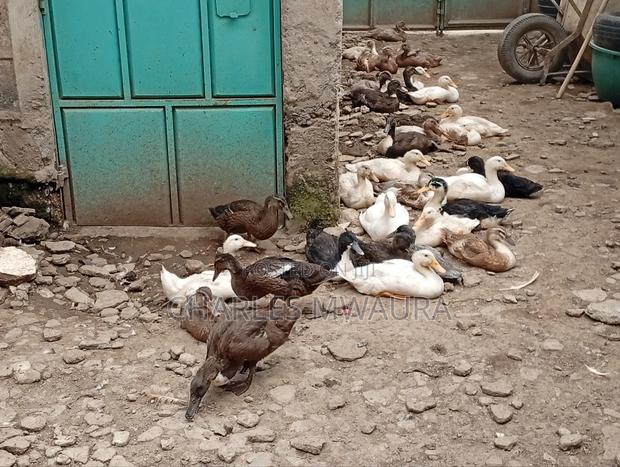 Ducks and Ducklings - thumbnail 18