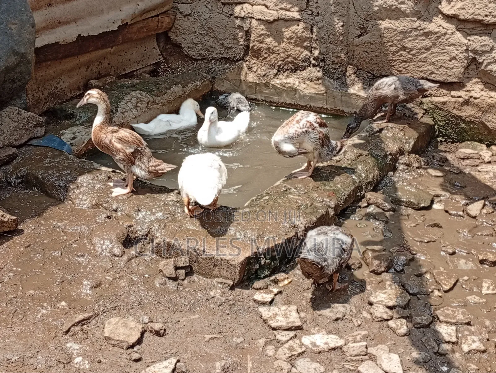 Exotic Ducks